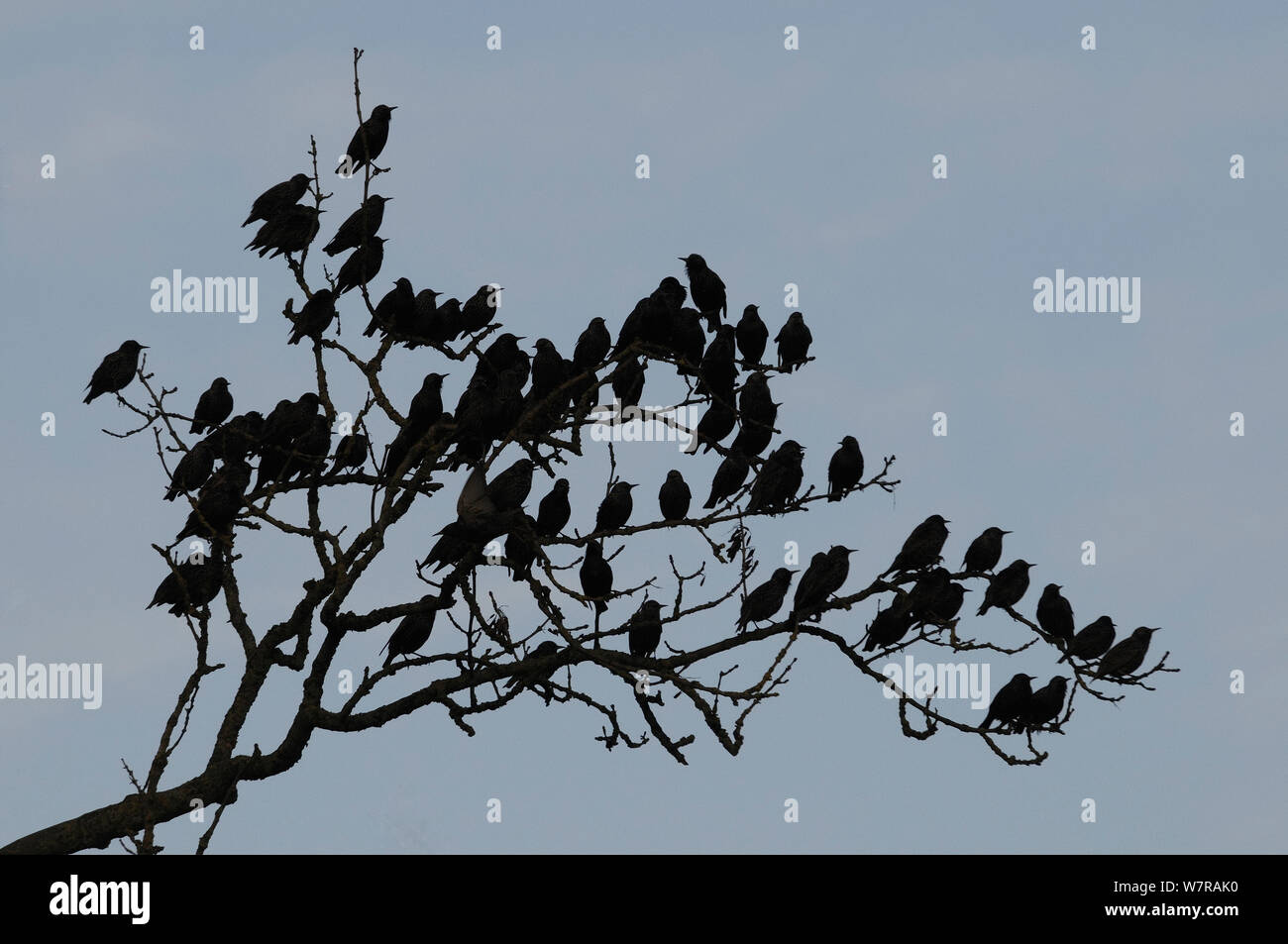 Per gli storni (Sturnus vulgaris) profilarsi in un pre-posatoio in una cenere sfrondato tree (Fraxinus excelsior), Shapwick, Somerset, Regno Unito, dicembre. Foto Stock