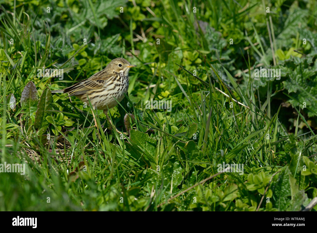 Meadow Pipit (Anthus rubescens) Ovest della Francia, VendÃ©e, gennaio Foto Stock