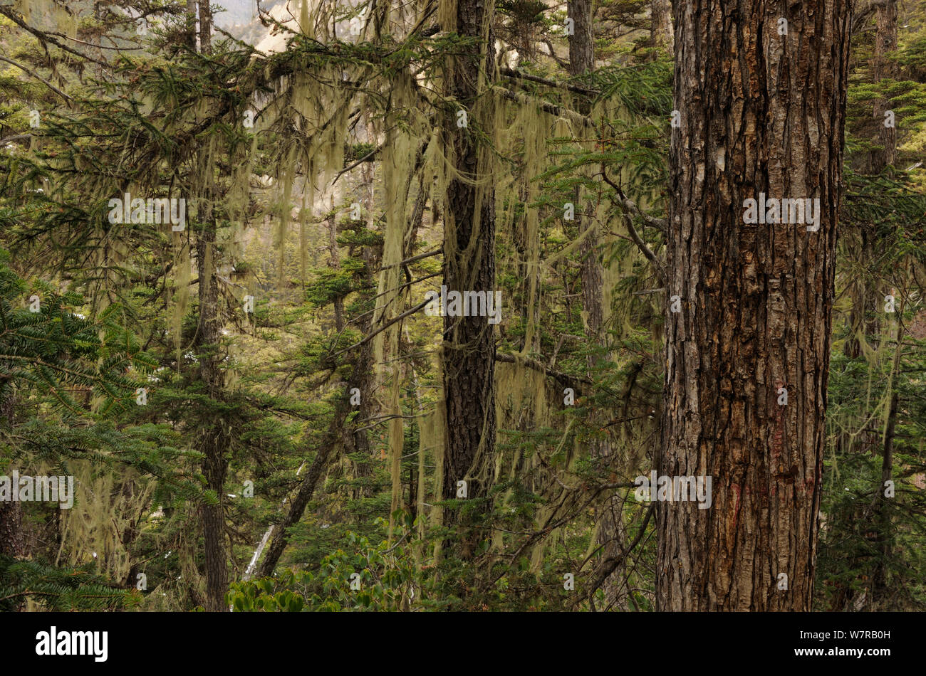 Crescita vecchia foresta di conifere, Baima neve montagna, nella provincia dello Yunnan in Cina Foto Stock