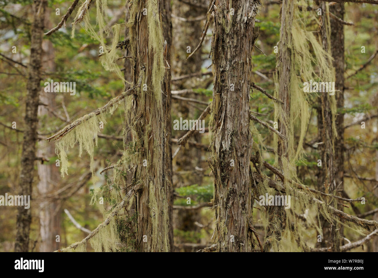 Crescita vecchia foresta di conifere, con i licheni, Baima neve montagna, nella provincia dello Yunnan in Cina Foto Stock