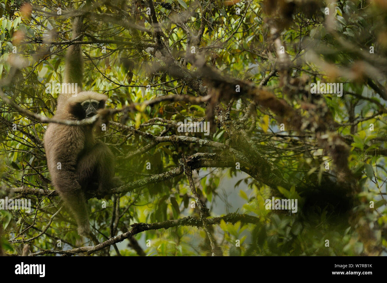 Western Hoolock Gibbon (Hoolock hoolock) Jailigongshan NP, nella provincia dello Yunnan in Cina Foto Stock