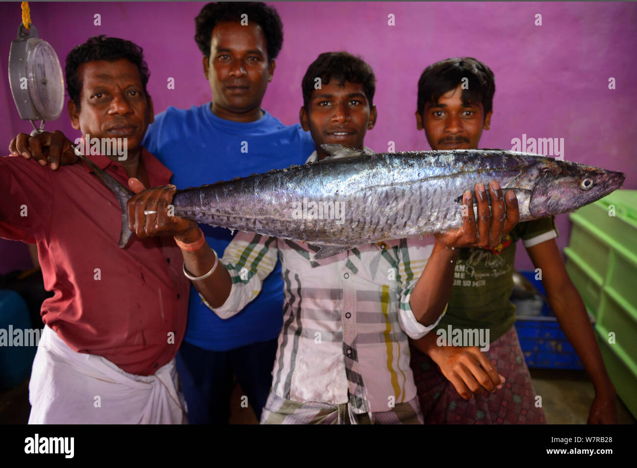 Il pesce e i venditori di ghiaccio con Barracuda (Acanthocybium solandri) in città Pulicat, Pulicat Lago, nello Stato del Tamil Nadu, India, Gennaio 2013. Foto Stock