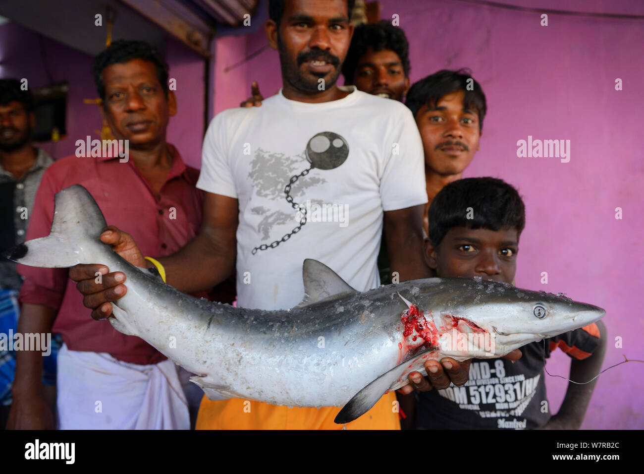 Il pesce e i venditori di ghiaccio con Spot-coda di squalo (Carcharhinus sorrah) in città Pulicat, Pulicat Lago, nello Stato del Tamil Nadu, India, Gennaio 2013. Foto Stock