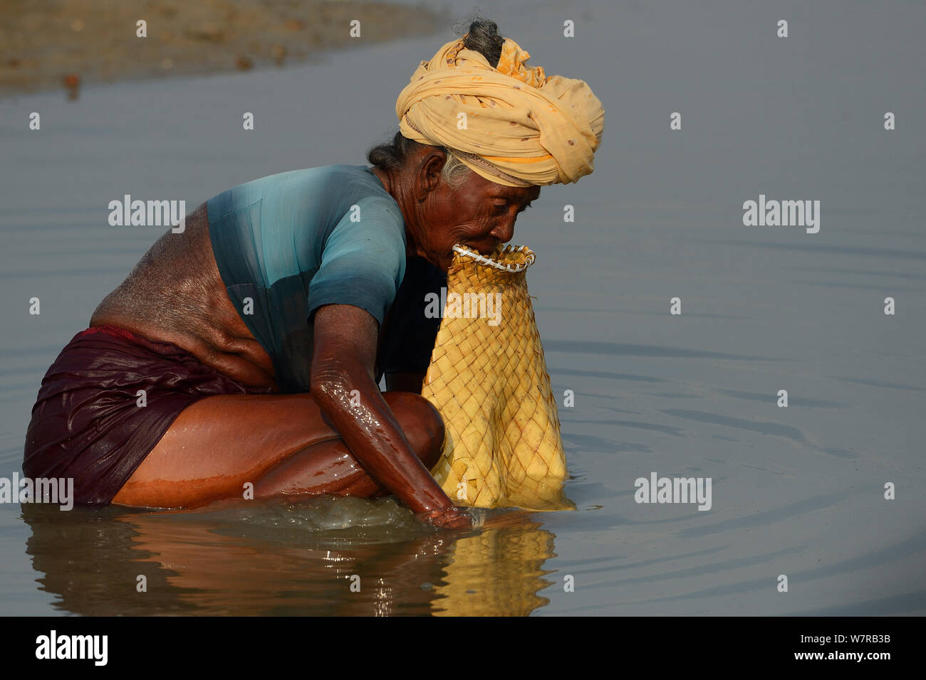 Donna a pescare nel lago di Pulicat, Tamil Nadu, India, Gennaio 2013. Foto Stock