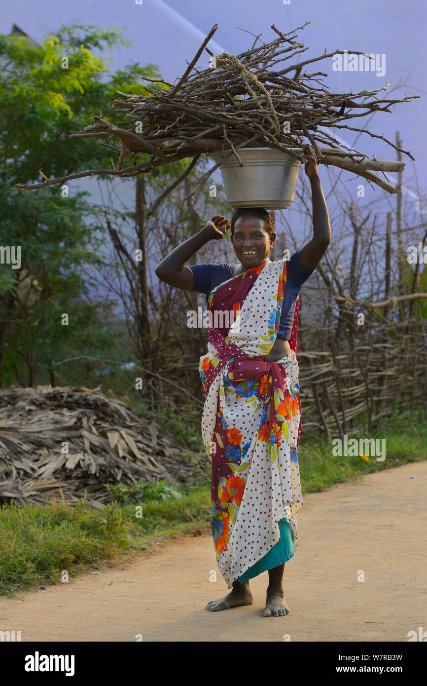 Donna che trasportano la legna, Pulicat Lago, nello Stato del Tamil Nadu, India, Gennaio 2013. Foto Stock