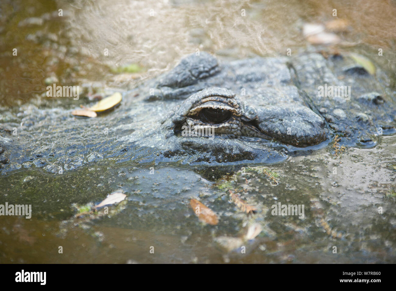 Alligatore semi sommerso in acqua torbida - everglades florida usa Foto Stock