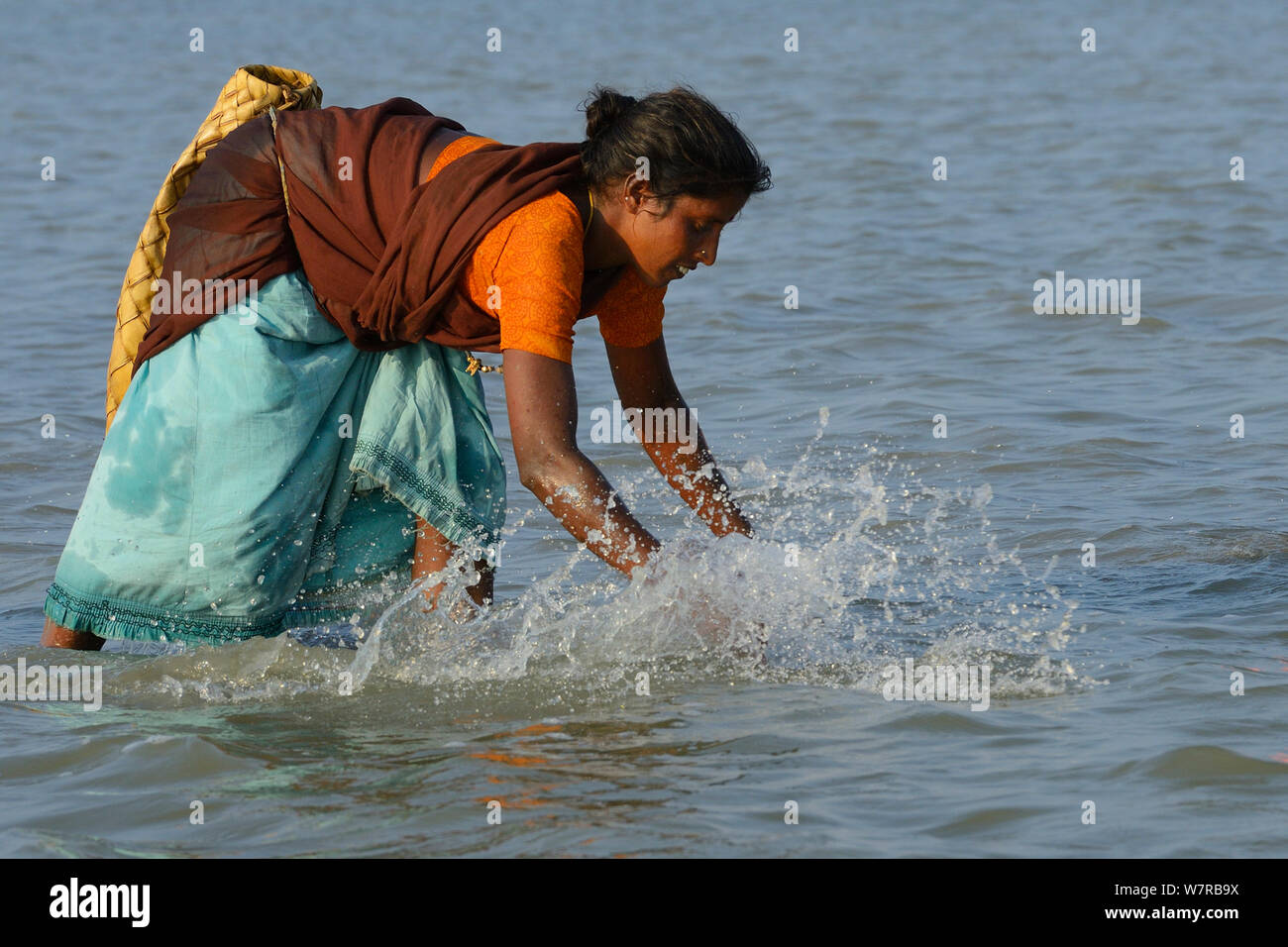 Donna a pescare nel lago di Pulicat, Tamil Nadu, India, Gennaio 2013. Foto Stock
