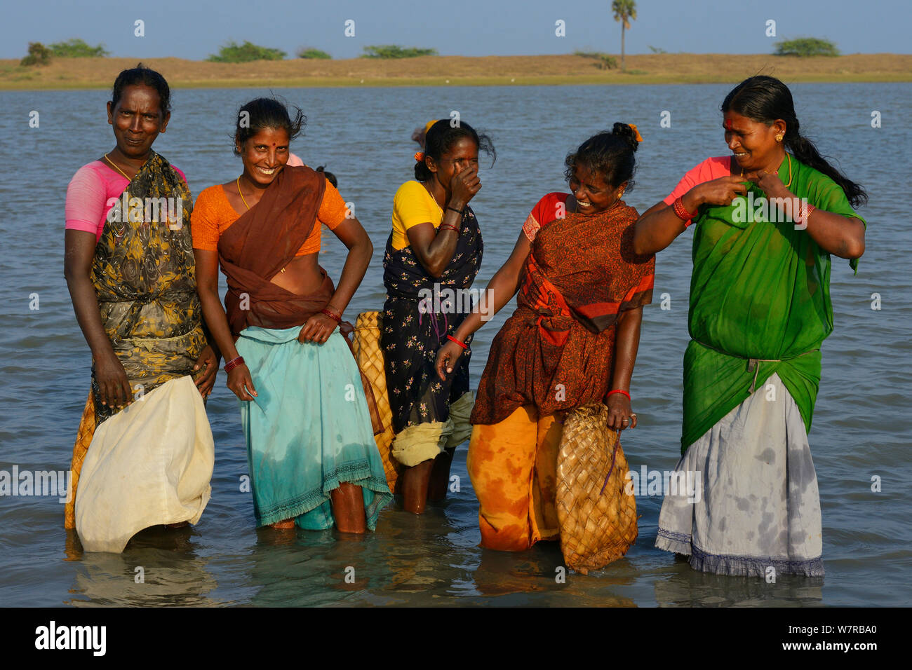 Le donne di pesca in lago Pulicat, Tamil Nadu, India, Gennaio 2013. Foto Stock