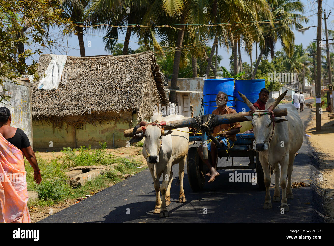 Ox carrello sulla strada, Pulicat Lago, nello Stato del Tamil Nadu, India, febbraio 2013. Foto Stock