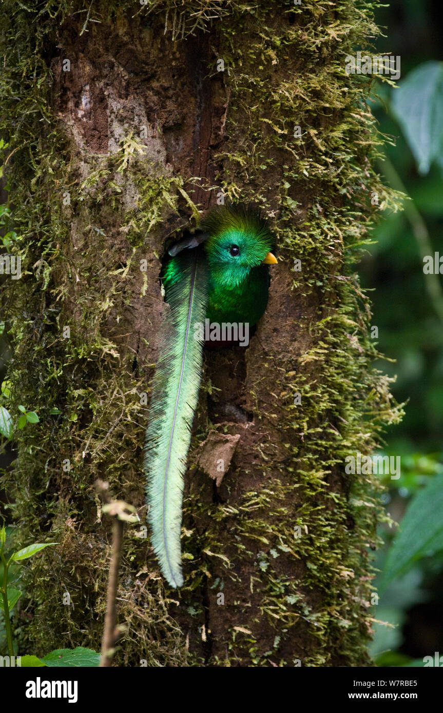 Voce maschile risplendente quetzal (Pharomachrus mocinno) che aderiscono alla sua testa fuori dal suo foro di nido, El Triunfo Riserva della Biosfera, Sierre Madre de Chiapas, Messico. Foto Stock