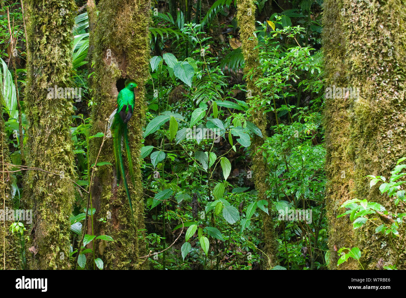 Voce maschile risplendente quetzal (Pharomachrus mocinno) arroccato in corrispondenza del suo foro di nido, El Triunfo Riserva della Biosfera, Sierra Madre de Chiapas, Messico. Foto Stock