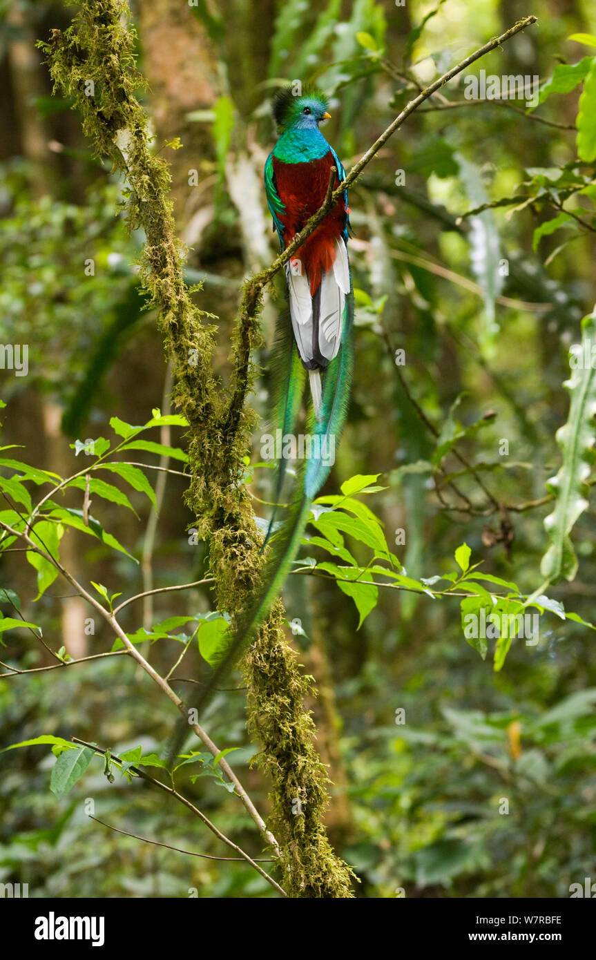 Ritratto di un maschio risplendente quetzal (Pharomachrus mocinno) appollaiato su un ramo, El Triunfo Riserva della Biosfera, Sierra Madre de Chiapas, Messico. Foto Stock