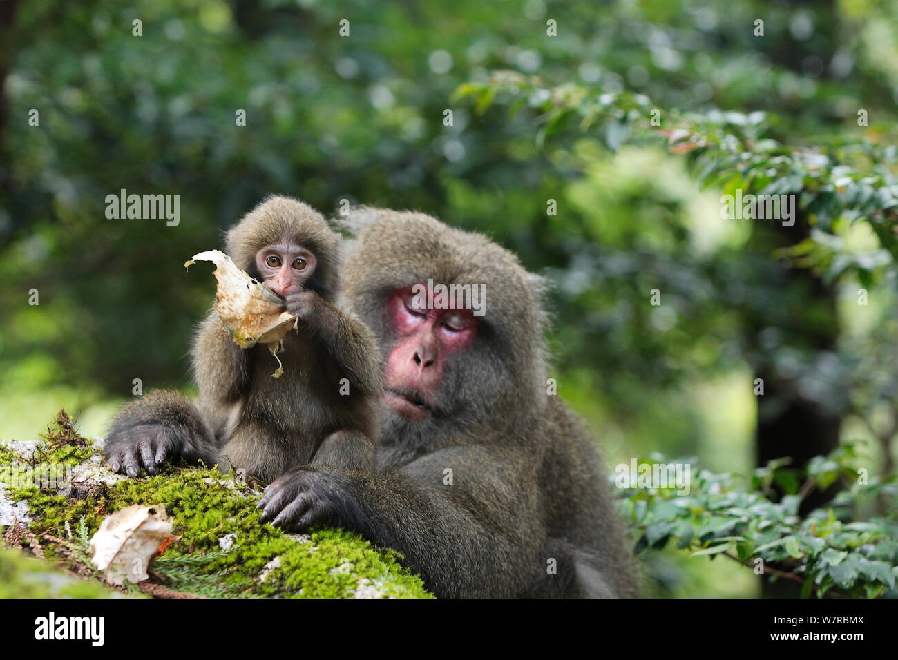 Yaku-shima macaco (Macaca fuscata yakui) femmina dominante con baby, giocando con foglia, Yakushima Sito Patrimonio Mondiale dell'UNESCO, Kagoshima, Giappone, Settembre Foto Stock