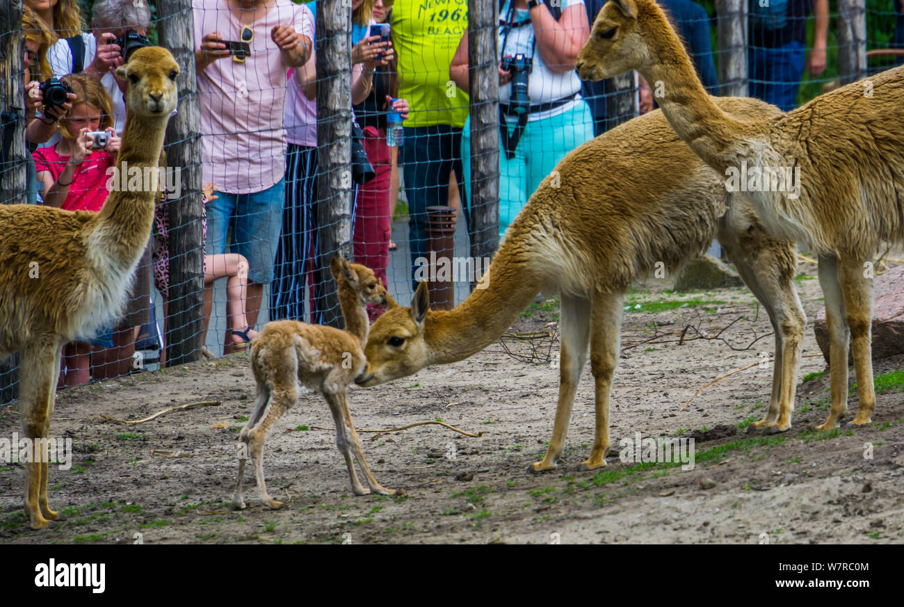 I visitatori di il Blijdorp Zoo di animali Rotterdam a fotografare il neonato vicuna fulvo, Rotterdam, giugno 22, 2019 Foto Stock