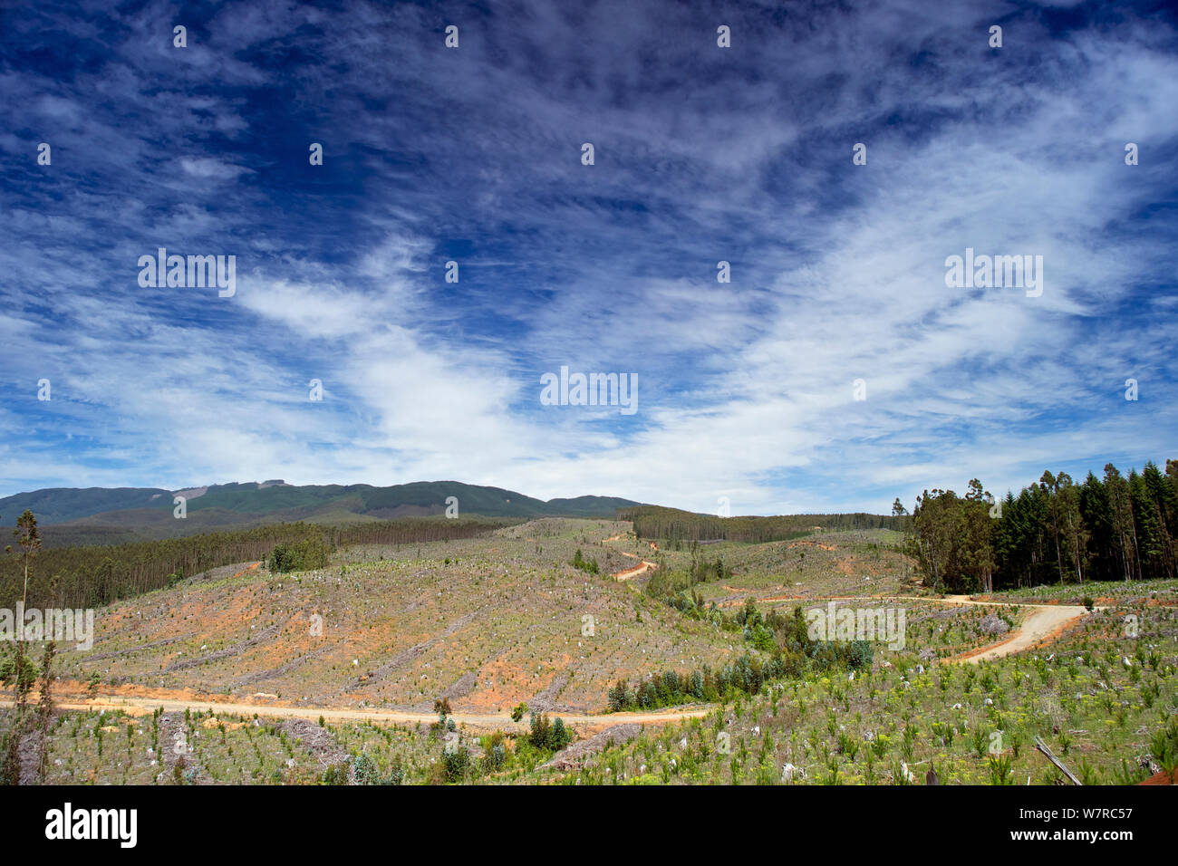 La deforestazione e la piantagione di pini e di alberi di eucalipto in Nahuelbuta mountain range, Cile, Dicembre 2012 Foto Stock