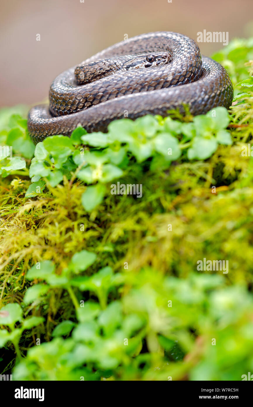 Slanciato cileno snake (Tachymenis chilensis chilensis) Contulmo Monumento Naturale, Cile, Dicembre Foto Stock