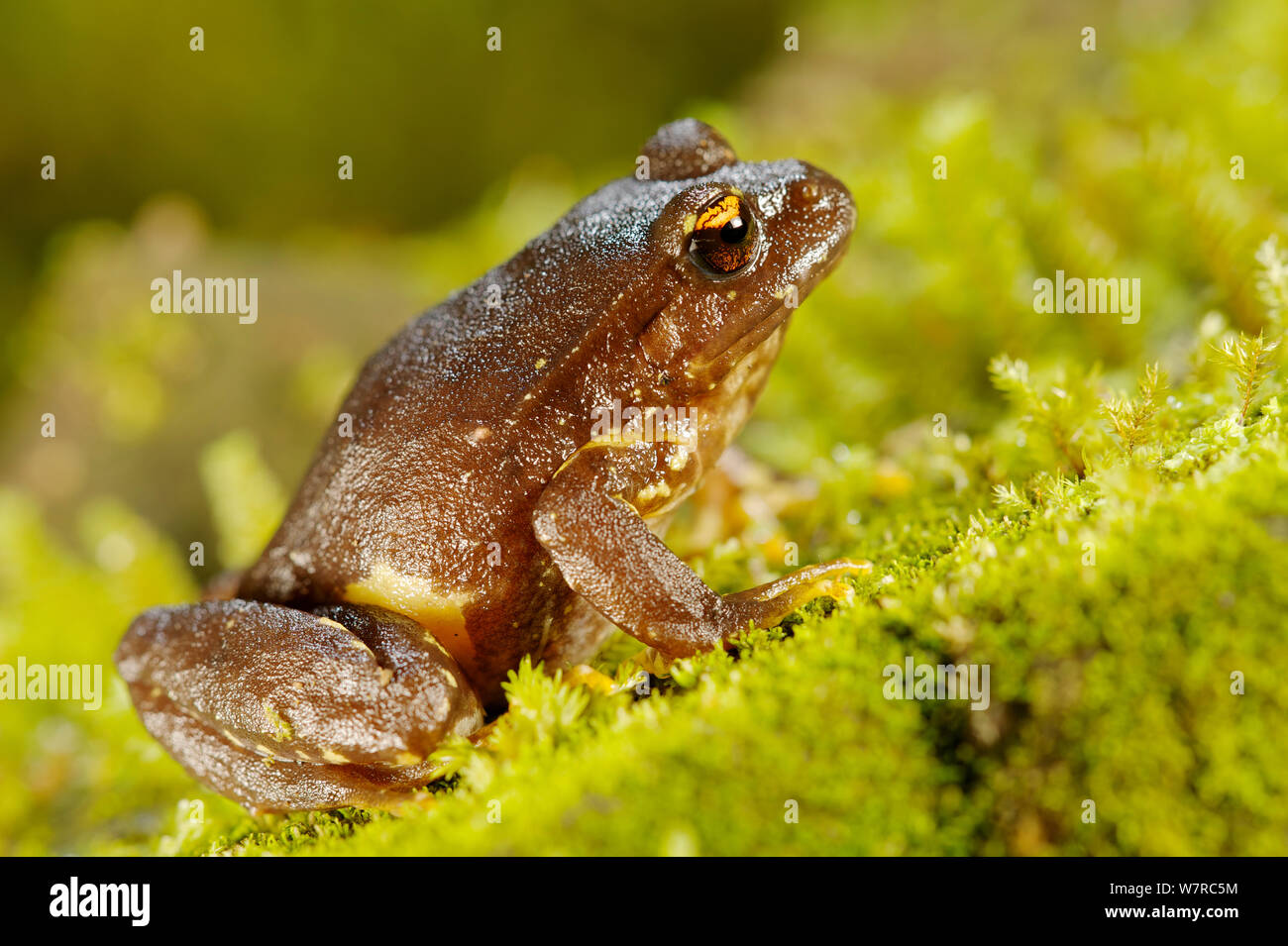 Massa Contulmo Frog (Eupsophus contulmoensis) endemico Nahuelbuta mountain range, Contulmo Monumento Naturale, Cile, Dicembre. Specie in via di estinzione Foto Stock
