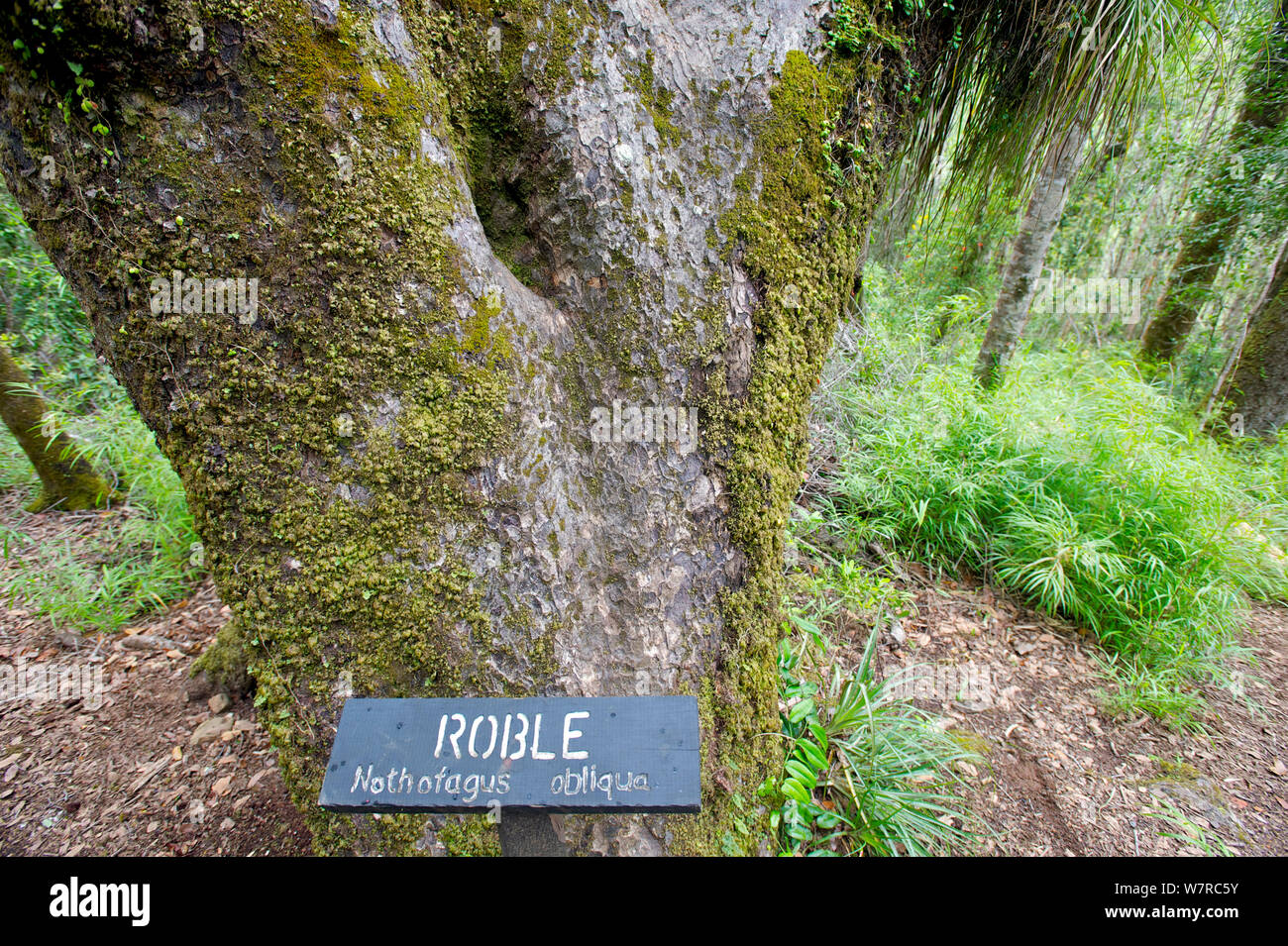 Roble tree (Nothofagus obliqua) Contulmo Monumento Naturale, Cile, Foto Stock