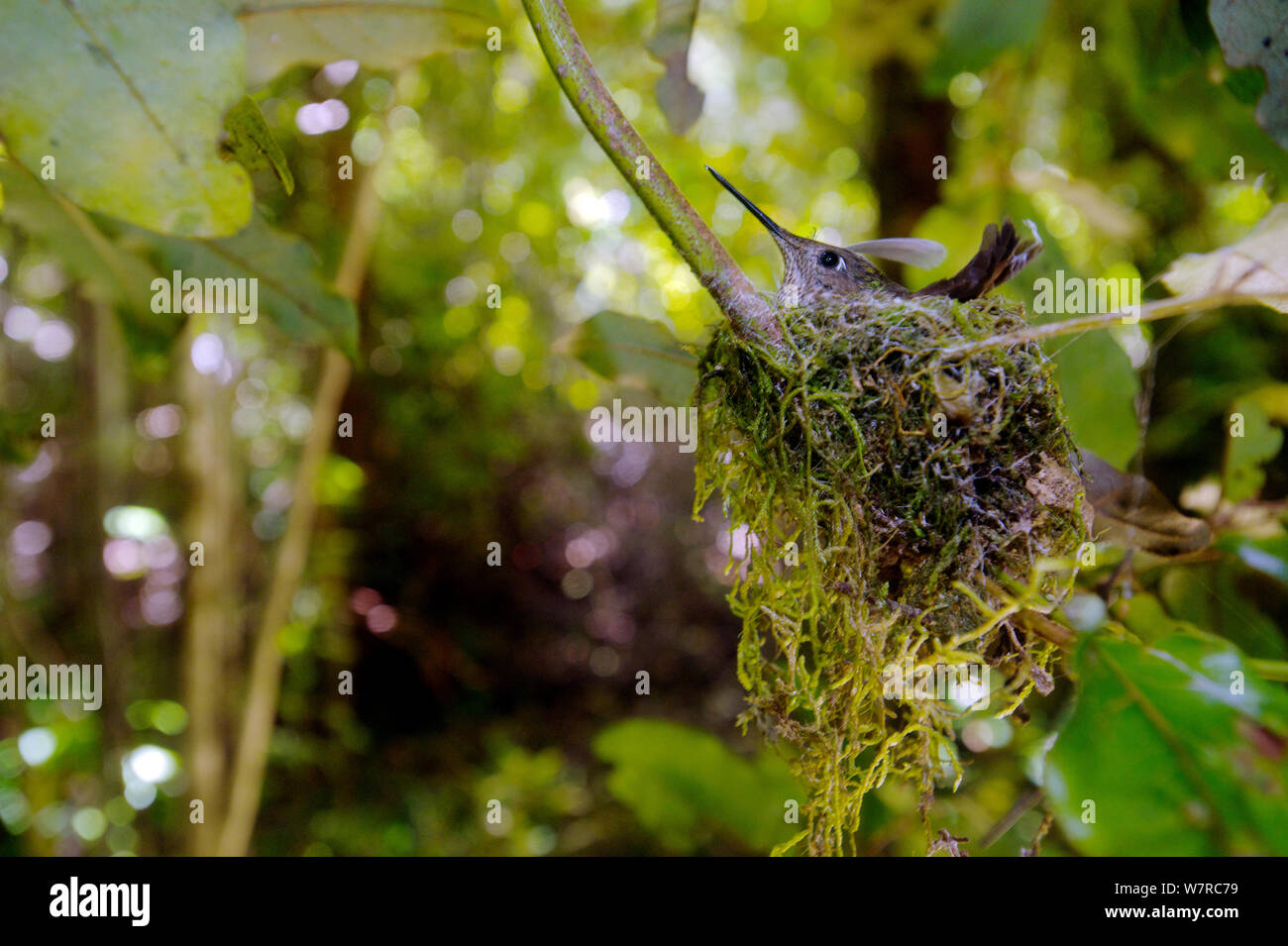 Verde-backed Firecrown (Sephanoides sephanoides) nesting accanto a un sentiero escursionistico in Mocha isola riserva nazionale, Mocha Island, Cile, Dicembre Foto Stock