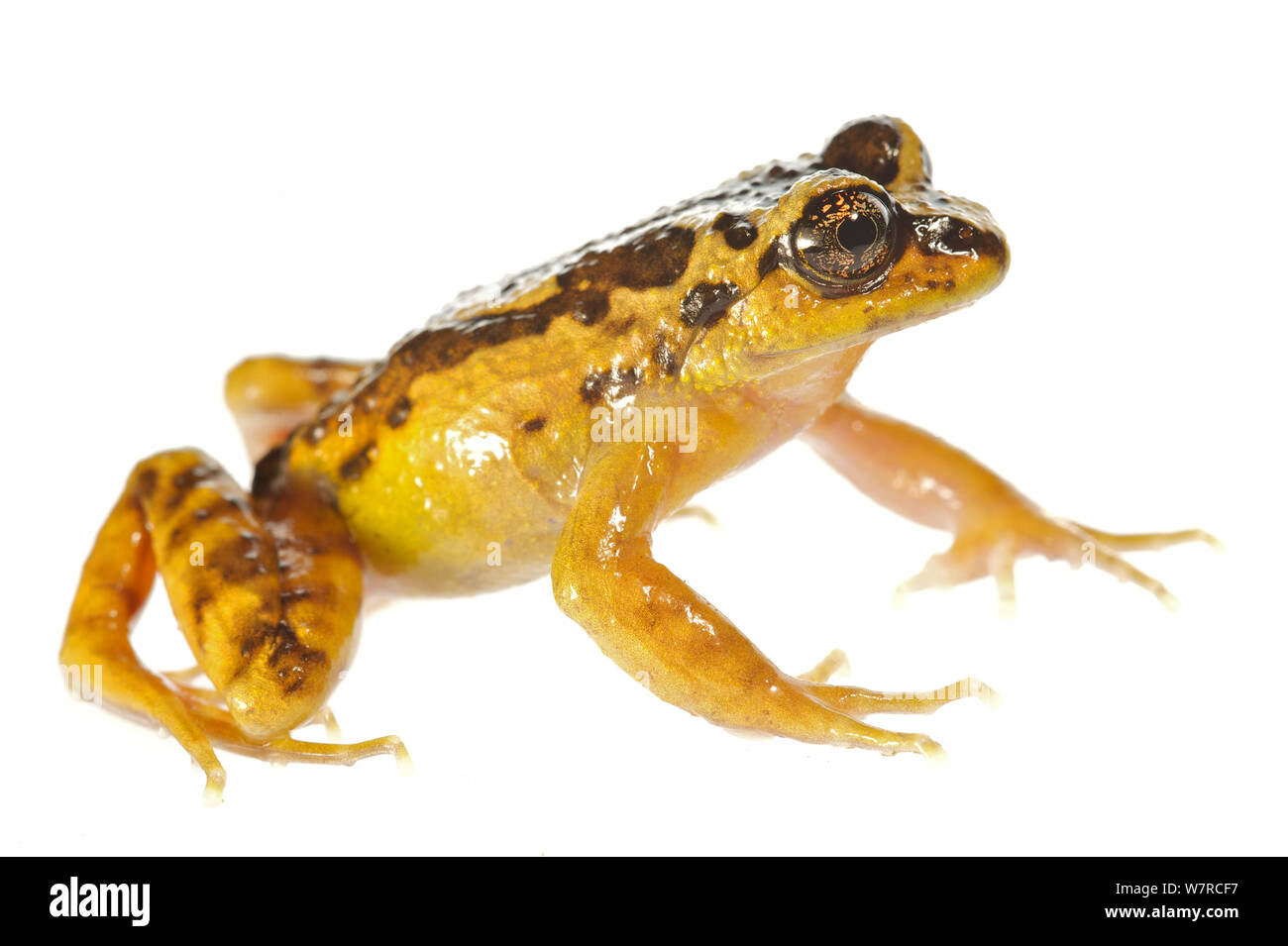 Spinosa-torace (Rana Alsodes norae) endemica al Oncol Park, descritta nuova per la scienza nel 2008, Cile, gennaio. Condizioni controllate. Foto Stock