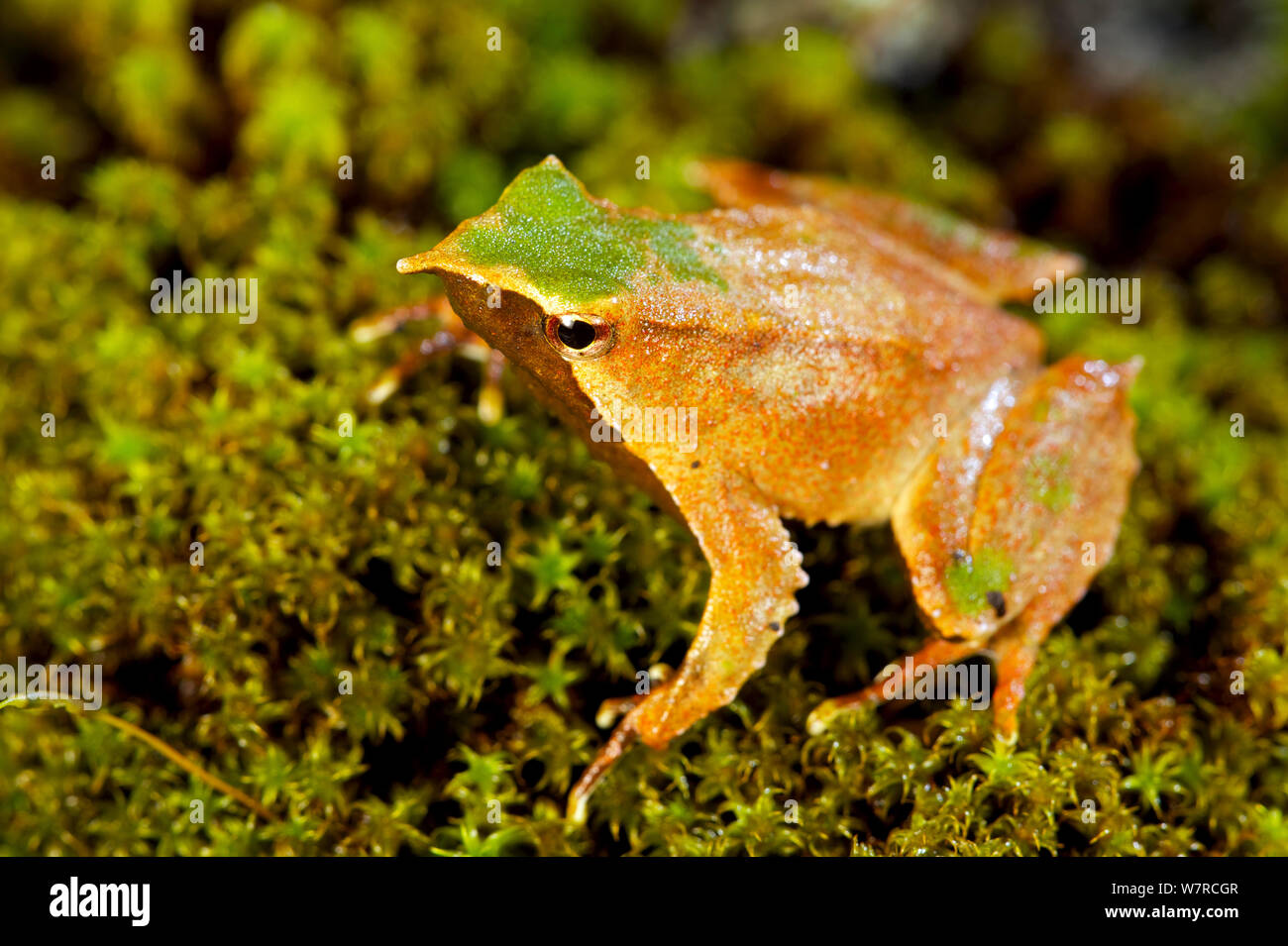 Marrone / verde morph di Darwin (Rana Rhinoderma darwinii) Cile, specie vulnerabili Foto Stock