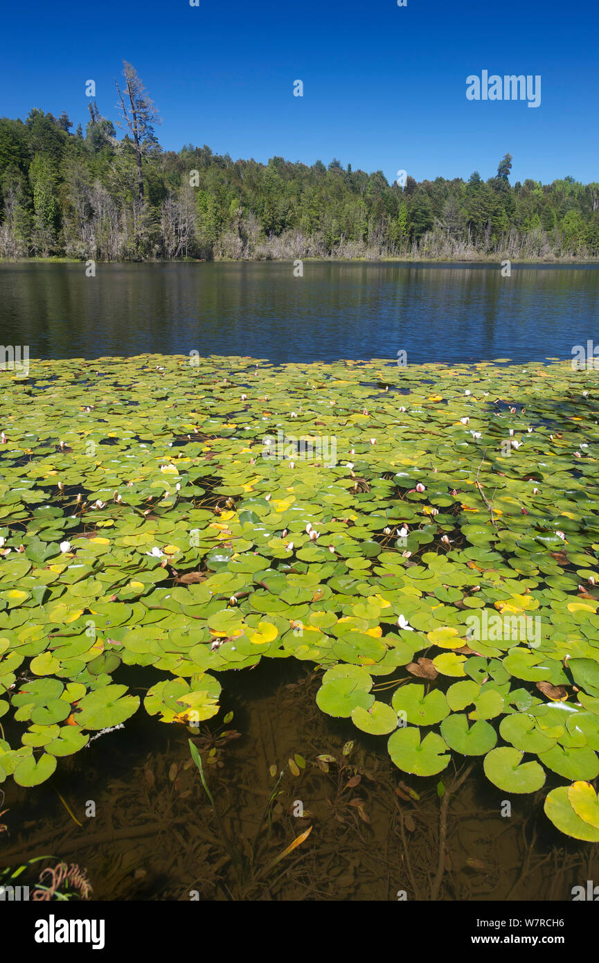 Mirror lake / Laguna el espejo nel Parco Nazionale di Puyehue, Cile, Gennaio 2013 Foto Stock