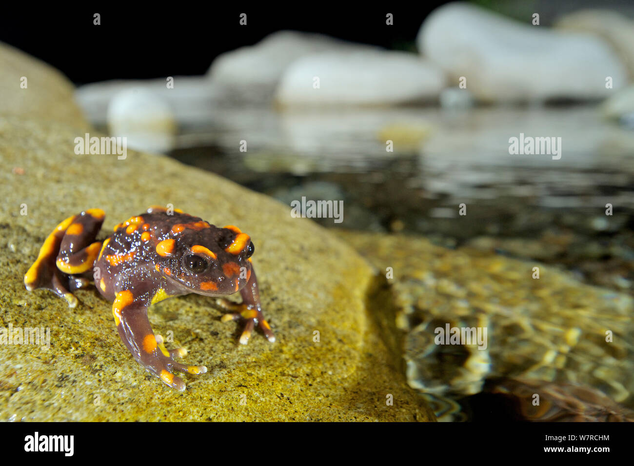 Il Cile Montagne False Toad (Telmatobufo venustus) di notte nel suo ambiente, seduto su un audace accanto al flusso, Cile, Gennaio, specie in via di estinzione Foto Stock