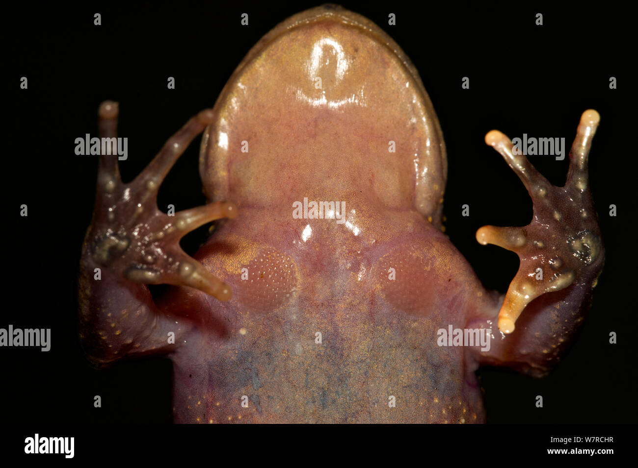 Vista ventrale di un maschio spinoso-chested Frog (Alsodes hugoi) che mostra il premistoppa cluster, Cile, Gennaio, condizioni controllate Foto Stock