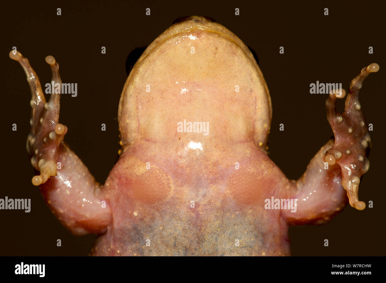 Vista ventrale di un maschio Spiney-chested Frog (Alsodes hugoi) che mostra il premistoppa cluster, Cile, Gennaio, condizioni controllate Foto Stock