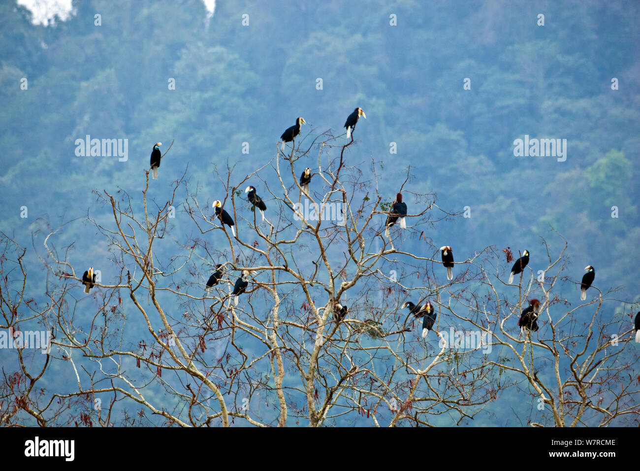 Inghirlandato hornbills (Rhyiceros undulatus) sono ' appollaiati nella struttura ad albero, Pakke, Arunachal Pradesh, India Foto Stock