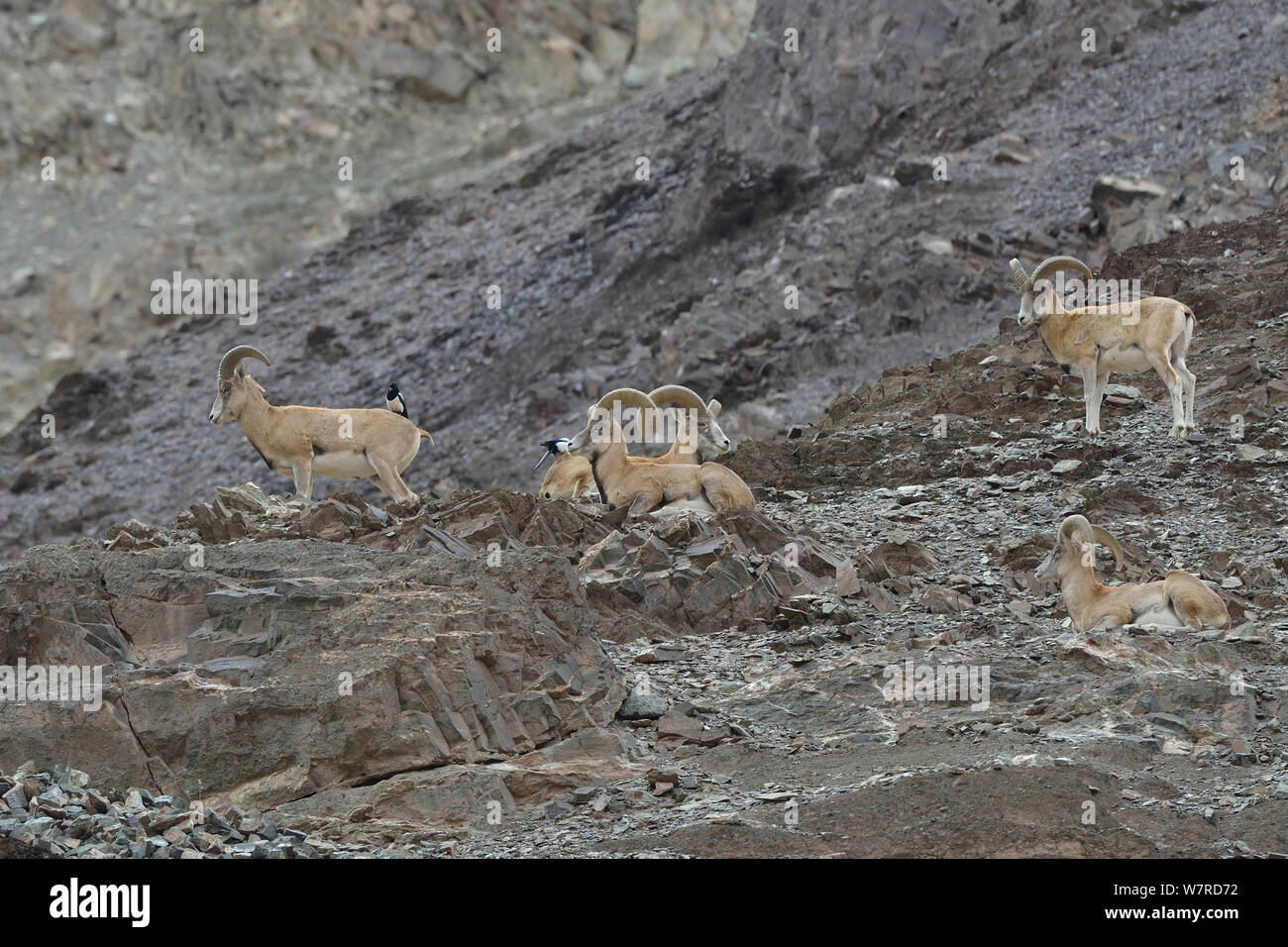 Ladakh Urial (Ovis vignei orientalis) maschi con gazze, Hemis Shugpachan, ad un'altitudine di 3500m, Ladakh, India, specie vulnerabili Foto Stock