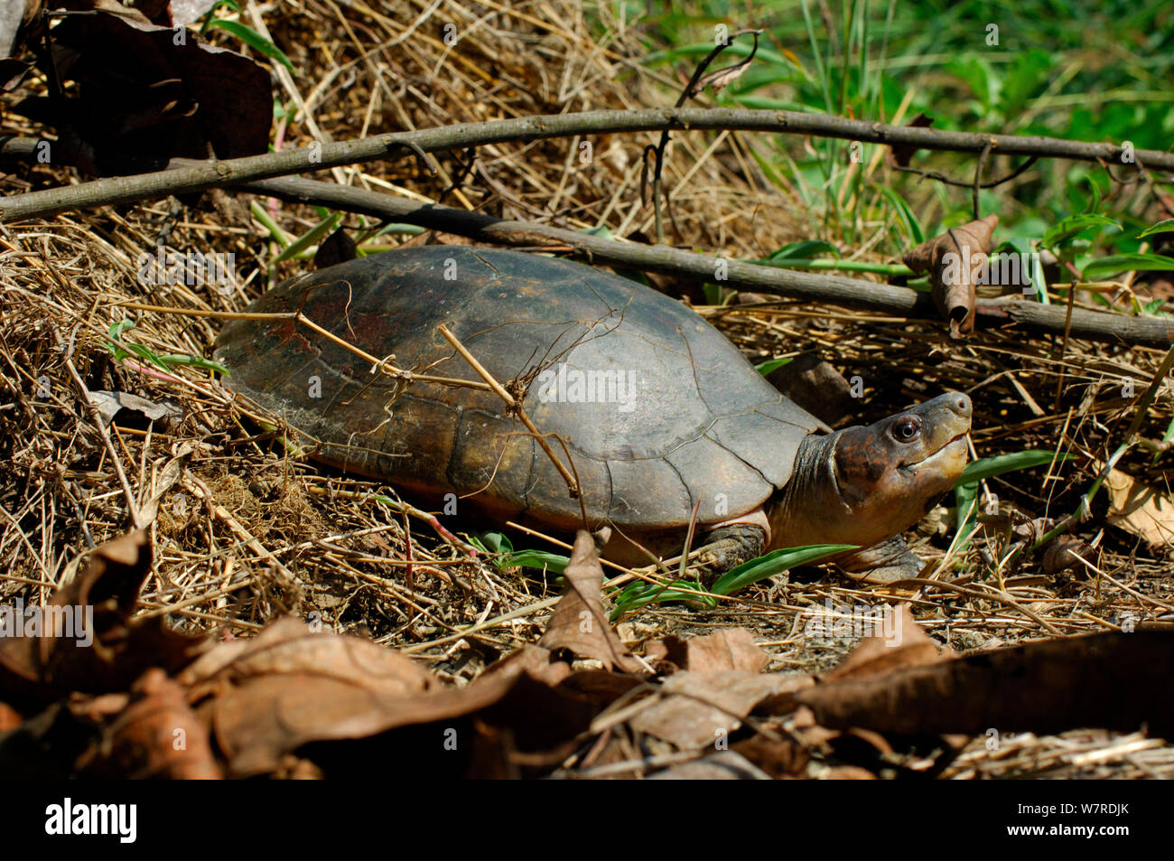 Philippine foresta o tartaruga Leyte pond turtle. (Siebenrockiella / Heosemys leytensis), PALAWAN FILIPPINE. Specie endemiche e specie gravemente minacciate. Foto Stock