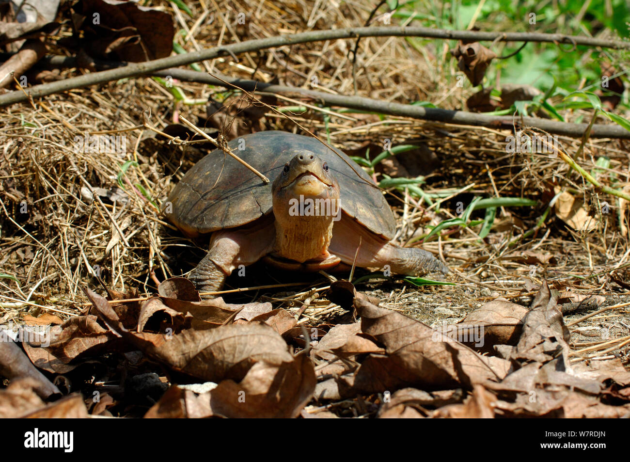 Philippine foresta o tartaruga Leyte pond turtle. (Siebenrockiella / Heosemys leytensis), PALAWAN FILIPPINE. Specie endemiche e specie gravemente minacciate. Foto Stock