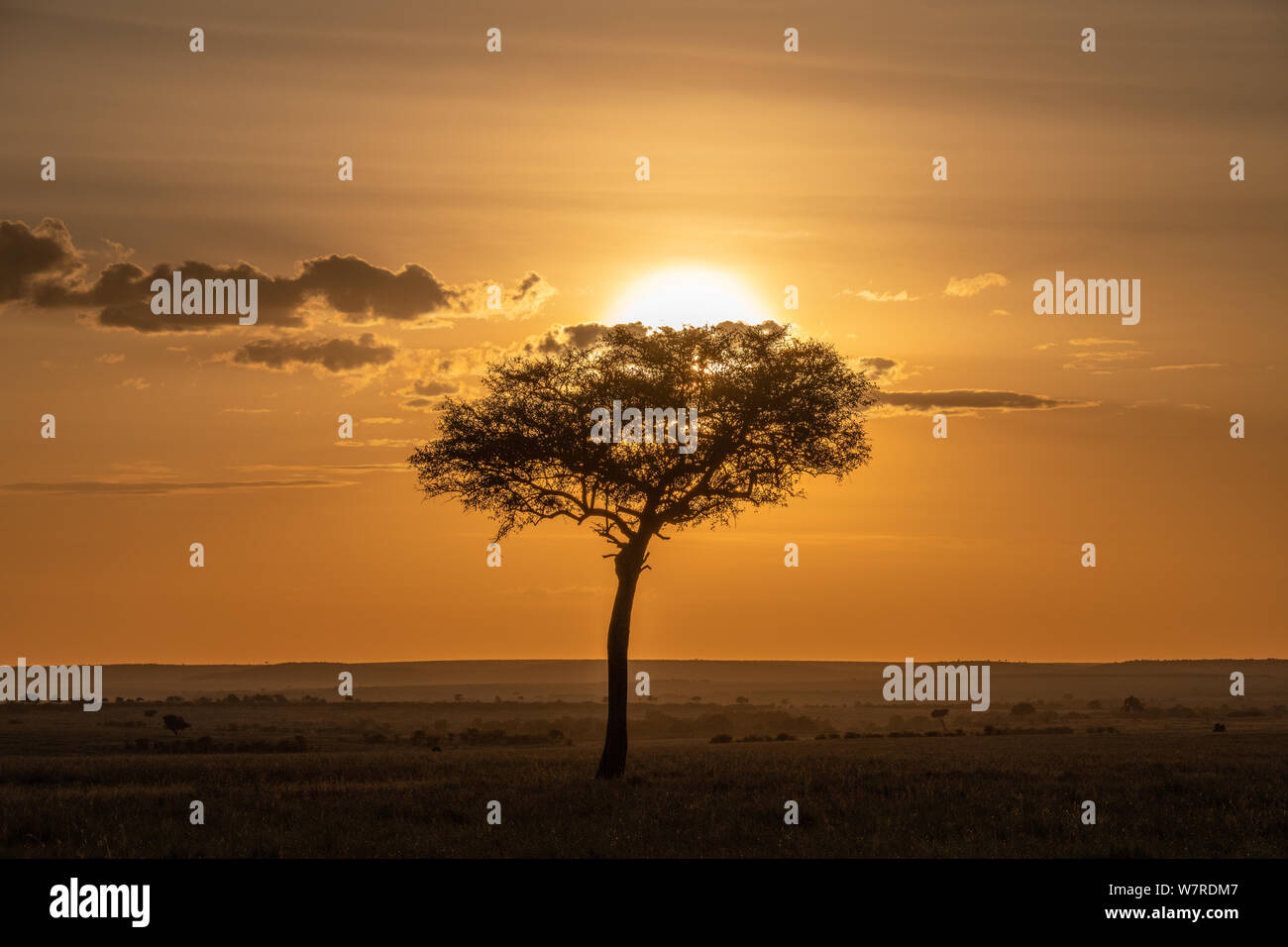 Paesaggio al tramonto nel Masai Mara, Kenya Foto Stock