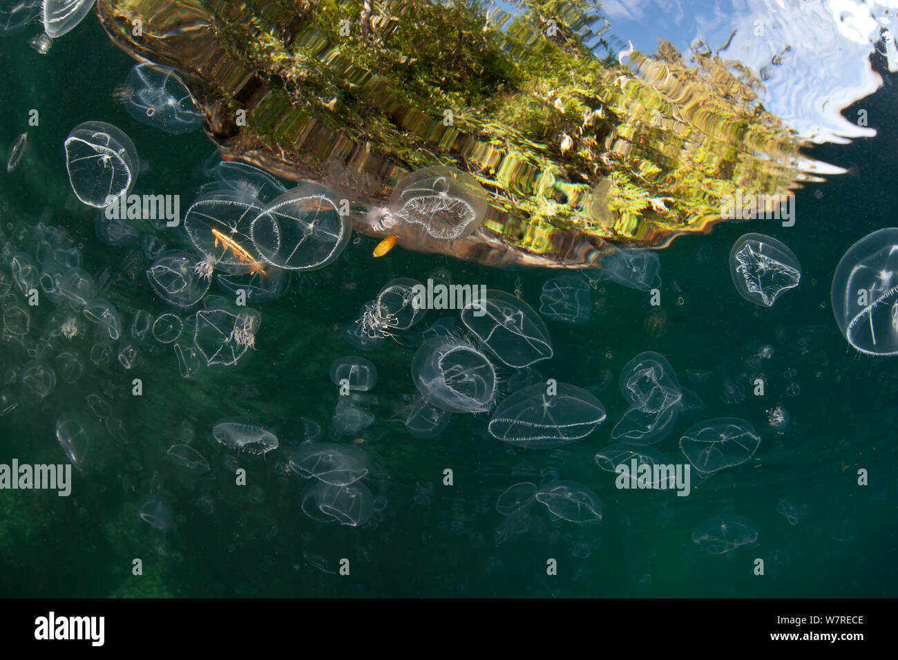 Montaggio misto di meduse, principalmente croce medusa (Earleria cellularia), in corrispondenza della superficie. Browning Pass, Port Hardy, Isola di Vancouver, British Columbia, Canada. Oceano Pacifico. Foto Stock