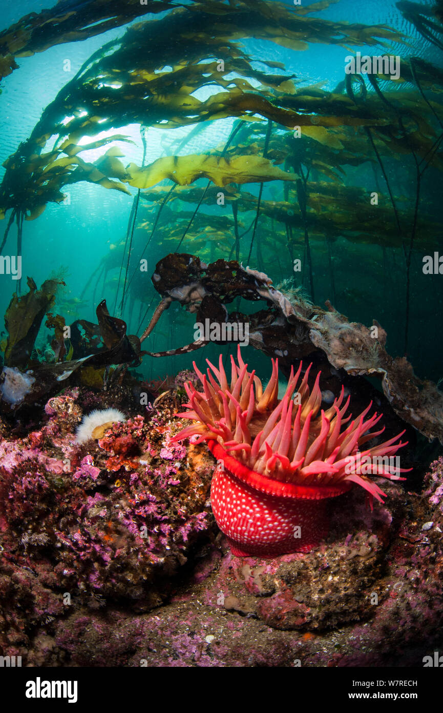 Fragola (anemone Urticina lofotensis) sulle rocce al di sotto di un toro di kelp forest. Browning Pass, Port Hardy, Isola di Vancouver, British Columbia, Canada. Oceano Pacifico. Foto Stock