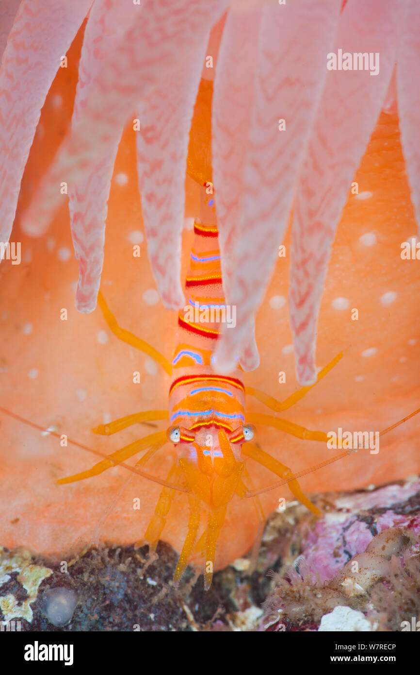 Candy stripe gamberetti (Lebbeus grandimanus) rifugi sotto i tentacoli del suo host anemone. Parete di doratura, Browning Pass, Port Hardy, Isola di Vancouver, British Columbia, Canada. A nord-est dell'Oceano Pacifico. Foto Stock