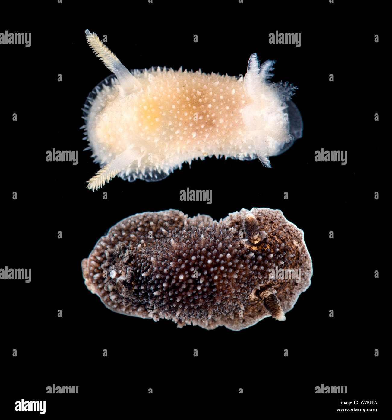 Luce e colore scuro morph di (Acanthodoris pilosa) nudibranch. Fotografato nel campo acquario, in location in Gulen, Norvegia. A nord est dell' Oceano Atlantico. Composito Digitale. Foto Stock
