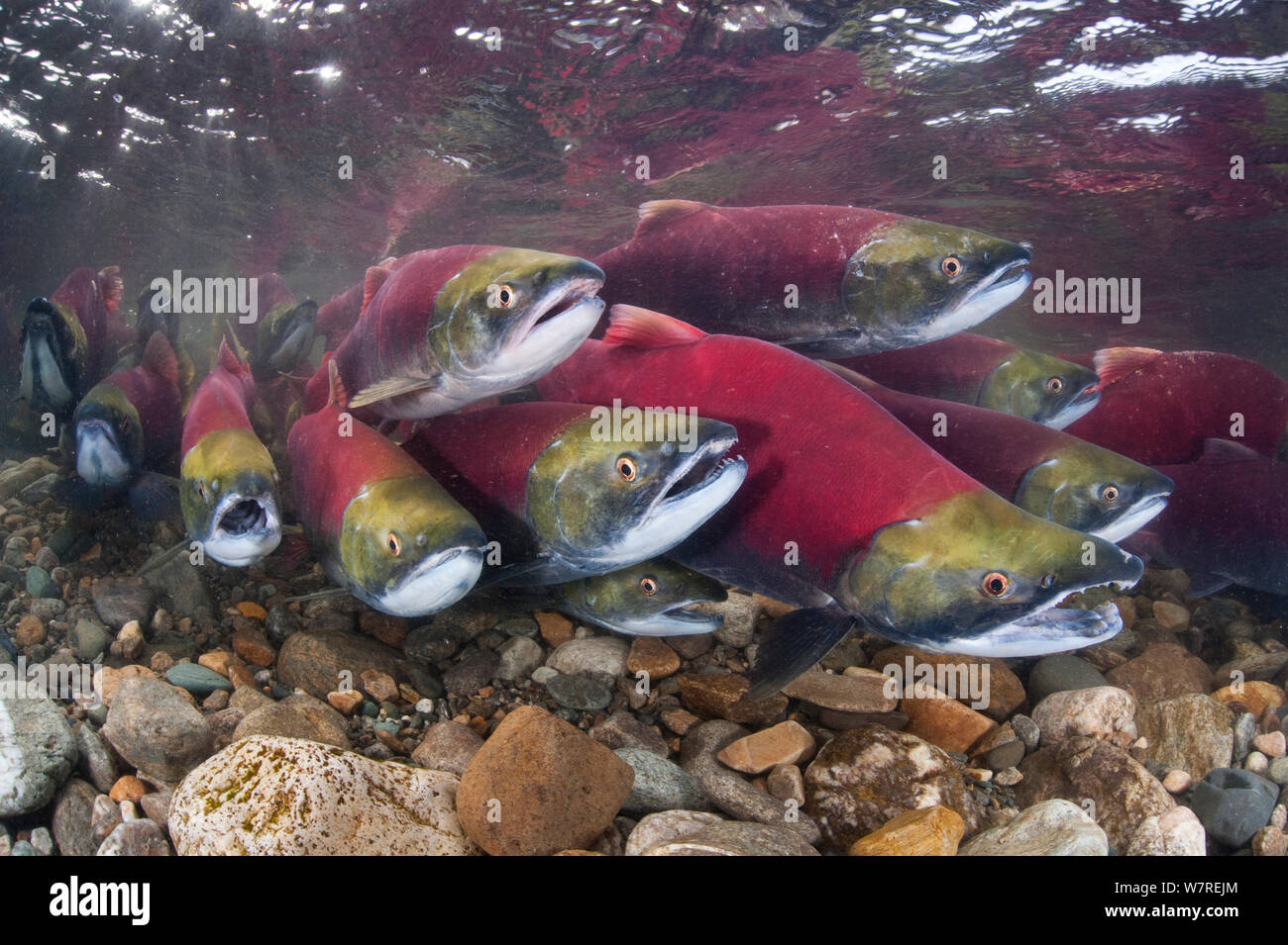 Gruppo di Salmone Sockeye (Oncorhynchus nerka) combattere il loro modo a monte come essi migrare indietro verso il fiume della loro nascita per deporre le uova. Adams River, British Columbia, Canada, Ottobre. Foto Stock