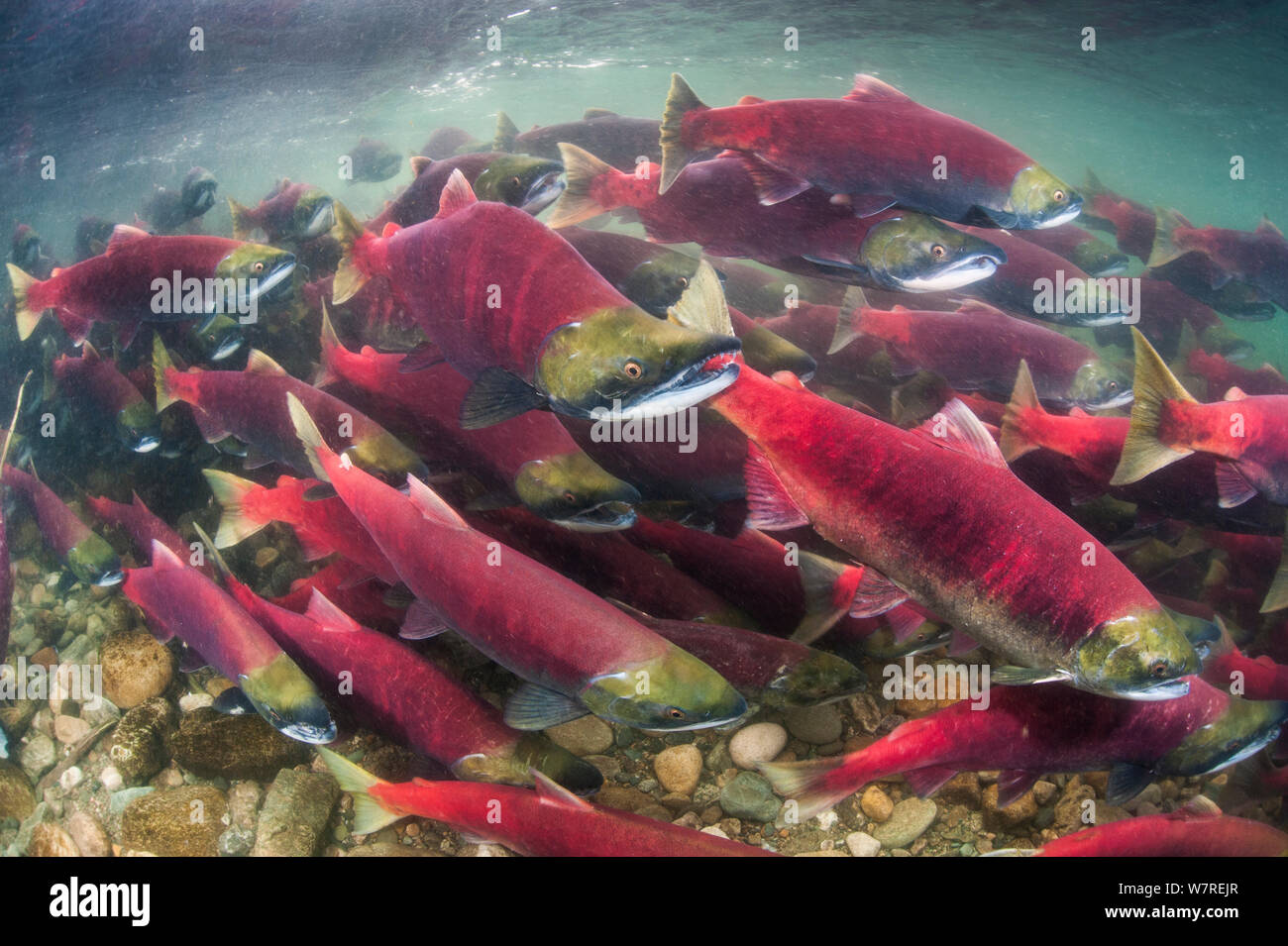 Gruppo di Salmone Sockeye (Oncorhynchus nerka) nuoto a monte come essi migrare indietro verso il fiume della loro nascita per deporre le uova. Adams River, British Columbia, Canada, Ottobre. Foto Stock