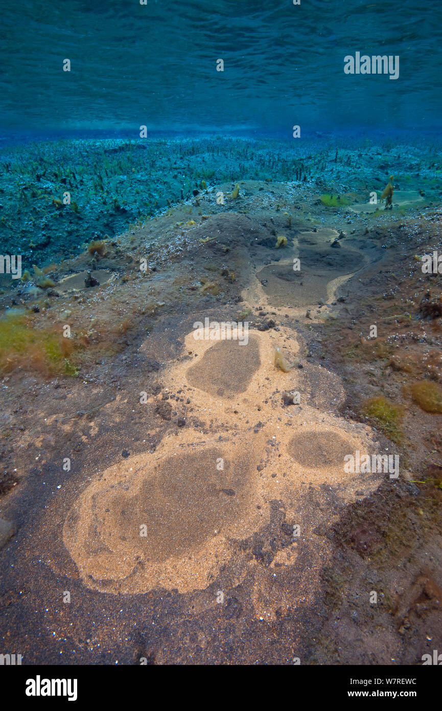 Volcanically scalda acqua calda sale attraverso il letto di Litlaa laguna di acqua dolce, vicino Husavik, il nord dell'Islanda. Maggio 2011. Foto Stock