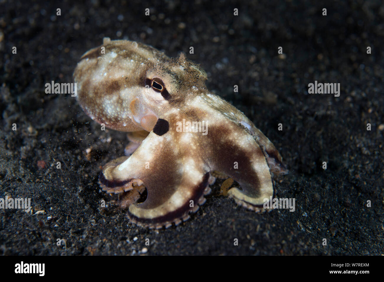 Il veleno ocellate polpo (Amphioctopus siamensis) si muove attraverso la sabbia. Quando disturbato, questa specie annuncia la sua natura velenosa dal lampeggiante blu a forma di anello sulla dark patch sotto l'occhio. Lembeh strait, Nord Sulawesi, Indonesia. Mare Molluca. Foto Stock