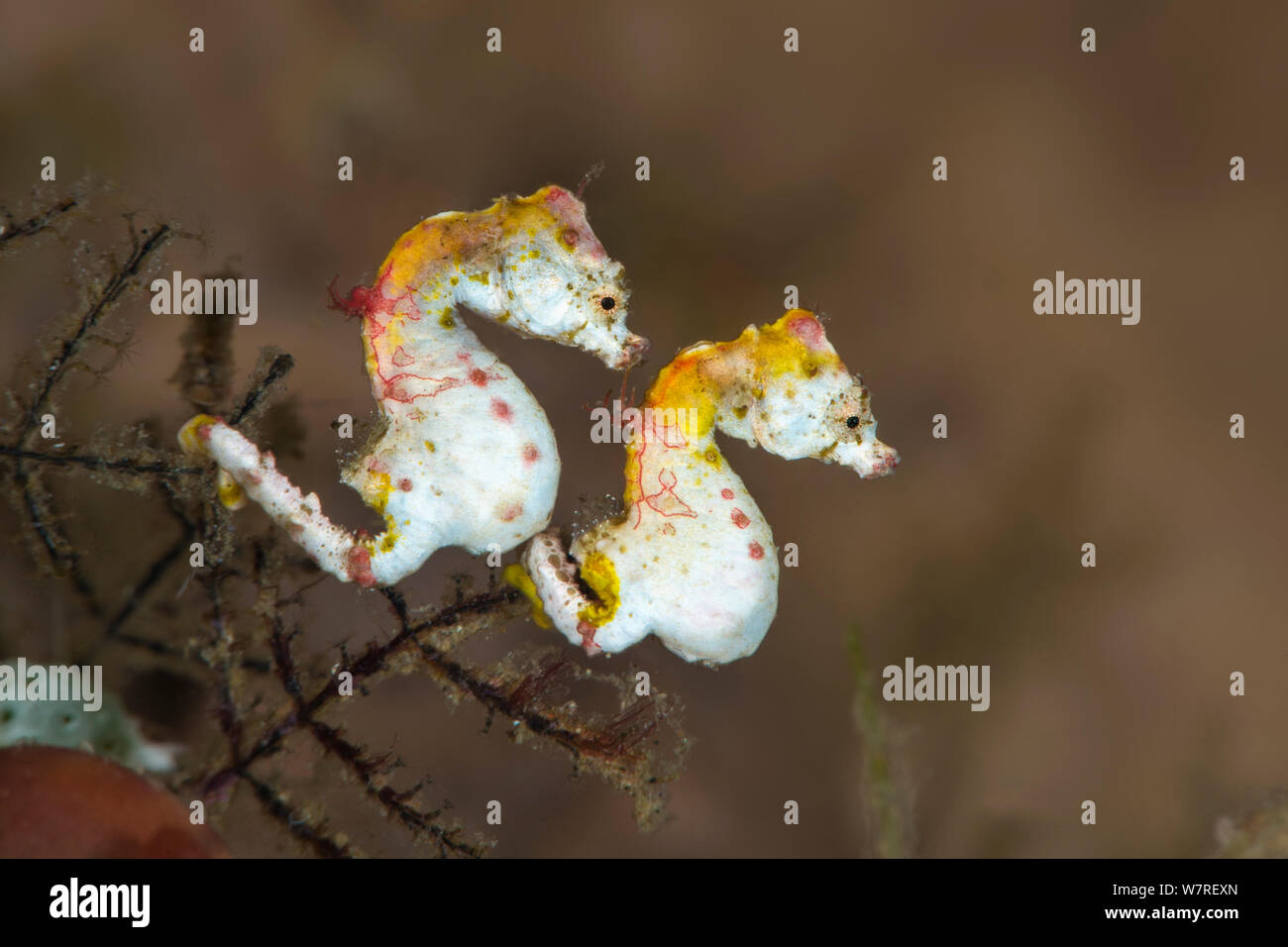 Coppia di Pontoh di cavallucci marini pigmeo (Hippocampus pontohi) il corteggiamento. Questa coppia sono state ballando intorno a ogni altro con movimenti sincronizzati. Questa specie è stata descritta per la prima volta nel 2008. Lembeh strait, Nord Sulawesi, Indonesia. Molucca Sea. Foto Stock