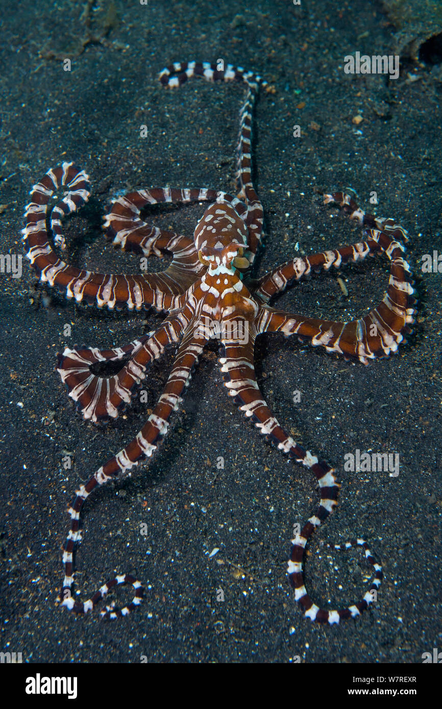 Wonderpus octopus (Wunderpus photogenicus) esplora il fondale in cerca di prede. Lembeh strait, Nord Sulawesi, Indonesia. Mare Molluca Foto Stock