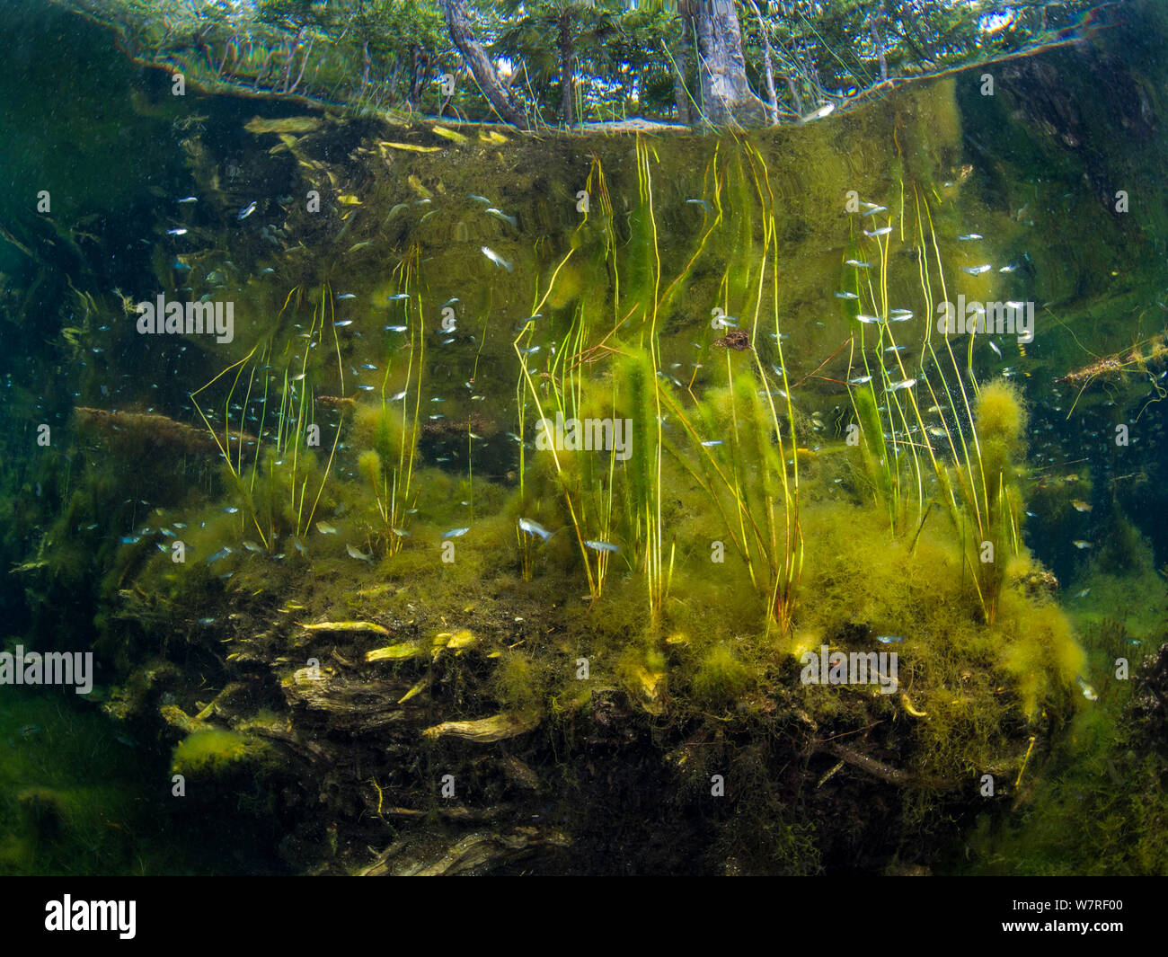 Pesce (Poecilia) nuoto attraverso impianti in un tipico scenario di un cenote di acqua dolce o dolina. Cancun, Yucatan, Messico. Foto Stock