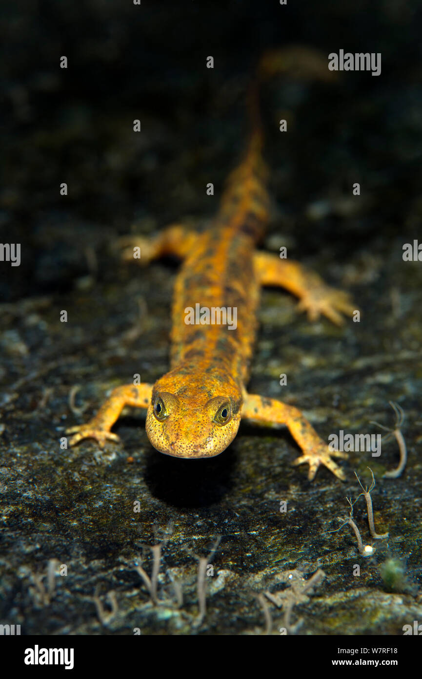 Ritratto di un sardo brook salamander (Euproctus platycephalus) in un flusso di poco profonde. San Vito, Sardegna, Italia. Endemica di Sardegna, specie in via di estinzione. Foto Stock