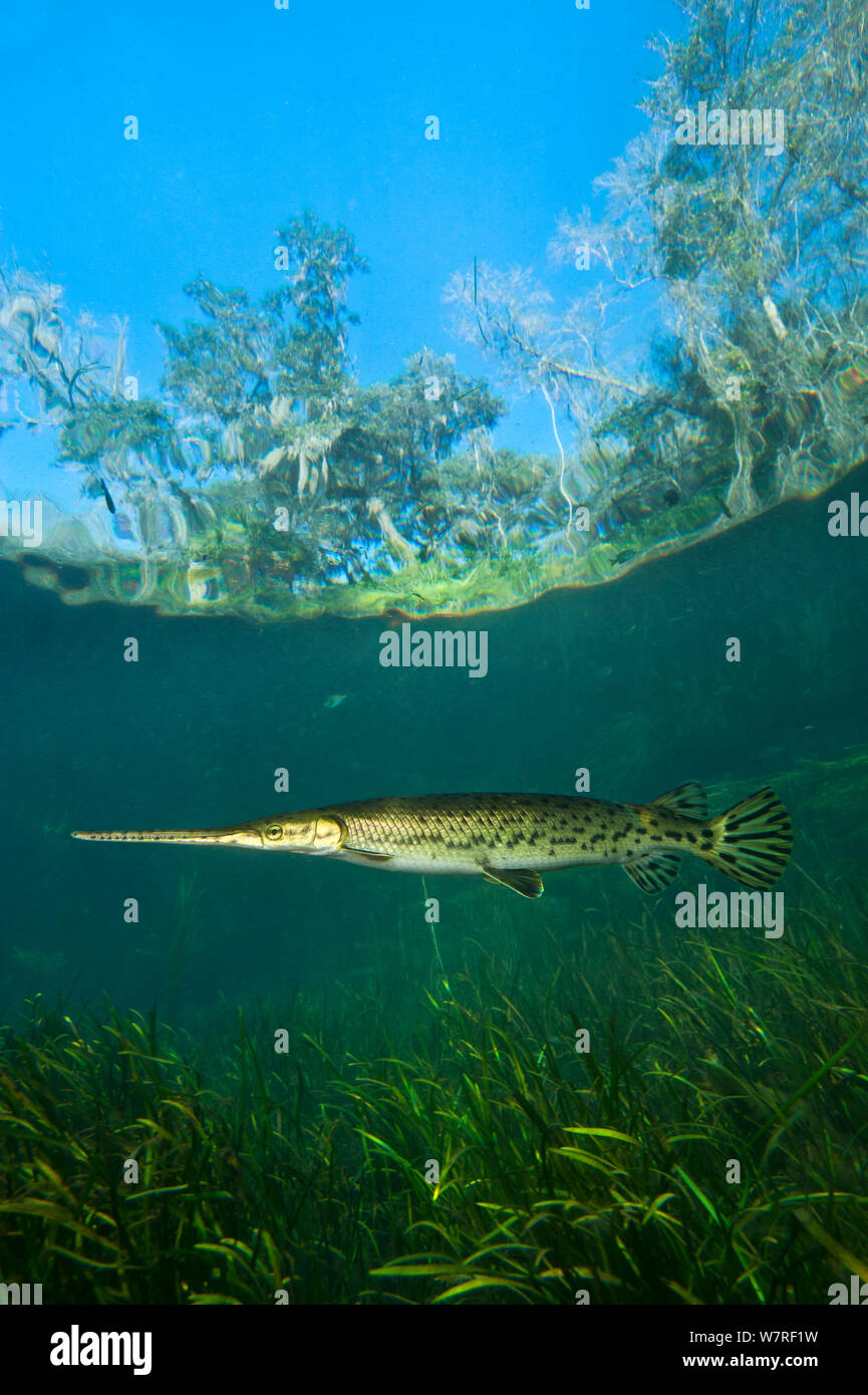 Longnose gar (Lepisosteus osseus) nuoto nei pressi di piante acquatiche in Rainbow River, Florida, Stati Uniti d'America. Foto Stock
