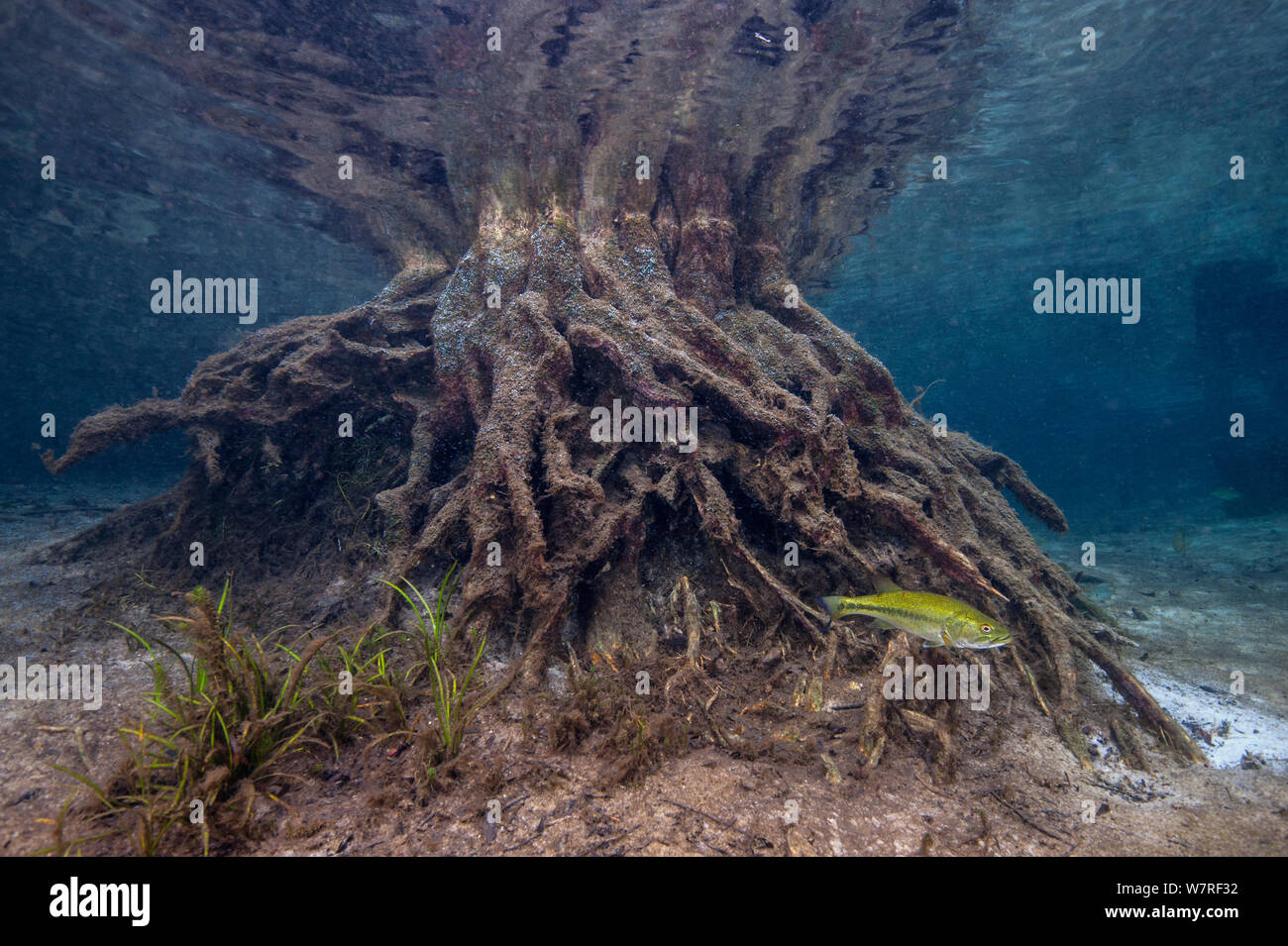 Voce maschile largemouth bass (micropterus salmoides) custodisce la sua fry (troppo piccola per essere visibile) come loro riparo tra le radici di un albero sommerso in un fiume. Rainbow River, Florida, Stati Uniti d'America. Foto Stock