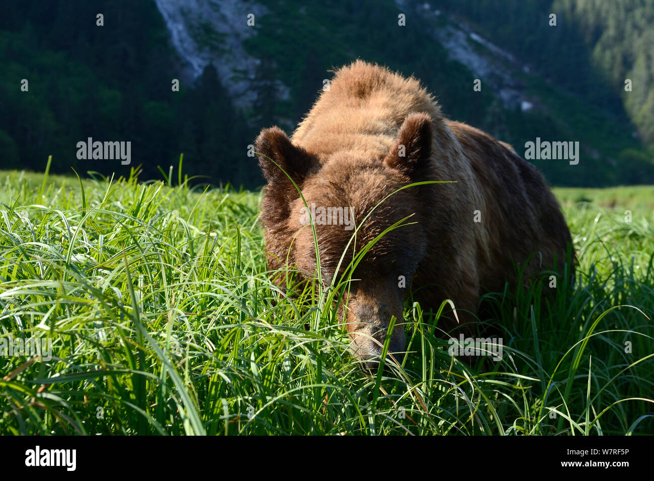 Grizzly maschio (Ursus arctos horribilis) alimentazione su Lyngby's carici (Carex lyngbyei) la sua più importante fonte di cibo con alto tenore in proteine grezze in primavera, Khutzeymateen Orso grizzly Santuario, British Columbia, Canada, a giugno. Foto Stock