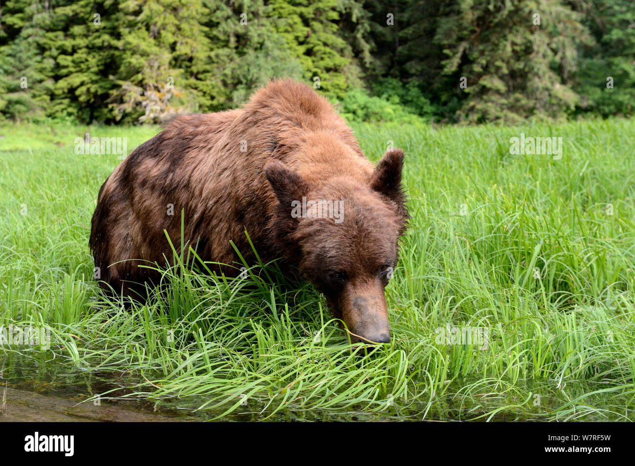 Grizzly maschio (Ursus arctos horribilis) alimentazione su Lyngby's carici (Carex lyngbyei) la sua più importante fonte di cibo con alto tenore in proteine grezze in primavera, Khutzeymateen Orso grizzly Santuario, British Columbia, Canada, a giugno. Foto Stock